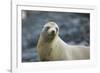 Galapagos Sea Lion-DLILLC-Framed Photographic Print