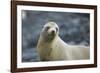 Galapagos Sea Lion-DLILLC-Framed Photographic Print