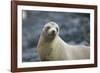 Galapagos Sea Lion-DLILLC-Framed Photographic Print