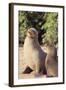 Galapagos Sea Lion-DLILLC-Framed Photographic Print