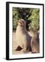 Galapagos Sea Lion-DLILLC-Framed Photographic Print