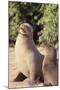 Galapagos Sea Lion-DLILLC-Mounted Photographic Print