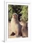 Galapagos Sea Lion-DLILLC-Framed Photographic Print