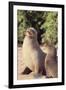 Galapagos Sea Lion-DLILLC-Framed Photographic Print