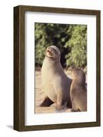 Galapagos Sea Lion-DLILLC-Framed Photographic Print