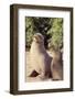 Galapagos Sea Lion-DLILLC-Framed Photographic Print