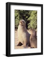 Galapagos Sea Lion-DLILLC-Framed Photographic Print