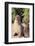 Galapagos Sea Lion-DLILLC-Framed Photographic Print