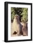 Galapagos Sea Lion-DLILLC-Framed Photographic Print