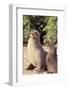 Galapagos Sea Lion-DLILLC-Framed Photographic Print