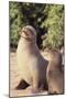 Galapagos Sea Lion-DLILLC-Mounted Photographic Print