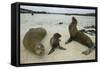 Galapagos Sea Lions and Pup on Beach-DLILLC-Framed Stretched Canvas