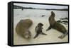 Galapagos Sea Lions and Pup on Beach-DLILLC-Framed Stretched Canvas