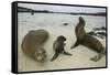 Galapagos Sea Lions and Pup on Beach-DLILLC-Framed Stretched Canvas