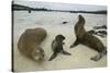 Galapagos Sea Lions and Pup on Beach-DLILLC-Stretched Canvas