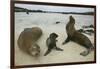 Galapagos Sea Lions and Pup on Beach-DLILLC-Framed Premium Photographic Print