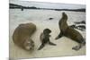 Galapagos Sea Lions and Pup on Beach-DLILLC-Mounted Premium Photographic Print