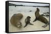 Galapagos Sea Lions and Pup on Beach-DLILLC-Framed Stretched Canvas