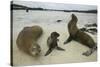 Galapagos Sea Lions and Pup on Beach-DLILLC-Stretched Canvas