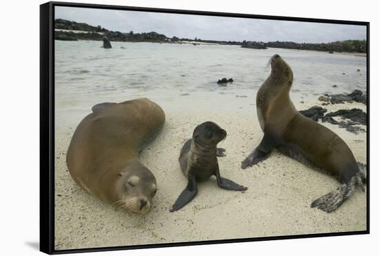 Galapagos Sea Lions and Pup on Beach-DLILLC-Framed Stretched Canvas