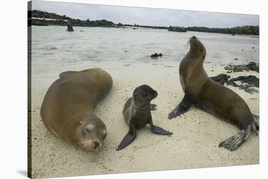 Galapagos Sea Lions and Pup on Beach-DLILLC-Stretched Canvas