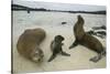 Galapagos Sea Lions and Pup on Beach-DLILLC-Stretched Canvas