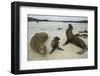 Galapagos Sea Lions and Pup on Beach-DLILLC-Framed Premium Photographic Print