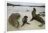 Galapagos Sea Lions and Pup on Beach-DLILLC-Framed Photographic Print