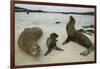 Galapagos Sea Lions and Pup on Beach-DLILLC-Framed Photographic Print