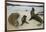 Galapagos Sea Lions and Pup on Beach-DLILLC-Framed Photographic Print