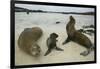 Galapagos Sea Lions and Pup on Beach-DLILLC-Framed Photographic Print