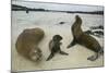 Galapagos Sea Lions and Pup on Beach-DLILLC-Mounted Photographic Print