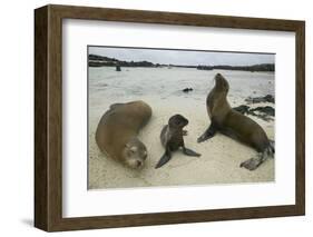 Galapagos Sea Lions and Pup on Beach-DLILLC-Framed Photographic Print