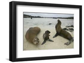 Galapagos Sea Lions and Pup on Beach-DLILLC-Framed Photographic Print