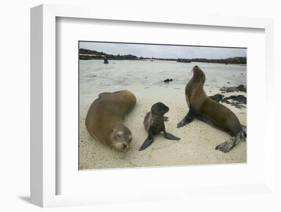 Galapagos Sea Lions and Pup on Beach-DLILLC-Framed Photographic Print