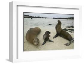 Galapagos Sea Lions and Pup on Beach-DLILLC-Framed Photographic Print