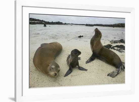 Galapagos Sea Lions and Pup on Beach-DLILLC-Framed Photographic Print