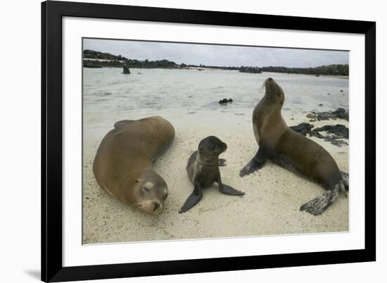 Galapagos Sea Lions and Pup on Beach-DLILLC-Framed Photographic Print