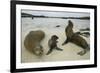 Galapagos Sea Lions and Pup on Beach-DLILLC-Framed Photographic Print