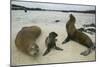 Galapagos Sea Lions and Pup on Beach-DLILLC-Mounted Photographic Print
