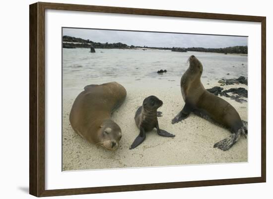 Galapagos Sea Lions and Pup on Beach-DLILLC-Framed Photographic Print