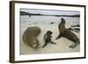 Galapagos Sea Lions and Pup on Beach-DLILLC-Framed Photographic Print