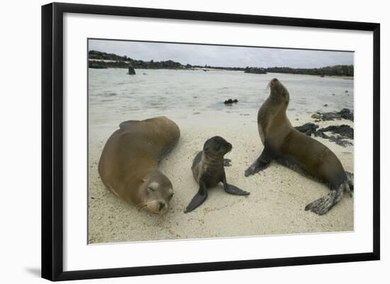 Galapagos Sea Lions and Pup on Beach-DLILLC-Framed Photographic Print