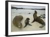 Galapagos Sea Lions and Pup on Beach-DLILLC-Framed Photographic Print