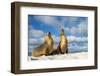 Galapagos sea lions basking in the sun, Galapagos-Tui De Roy-Framed Photographic Print