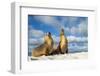 Galapagos sea lions basking in the sun, Galapagos-Tui De Roy-Framed Photographic Print