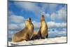 Galapagos sea lions basking in the sun, Galapagos-Tui De Roy-Mounted Photographic Print