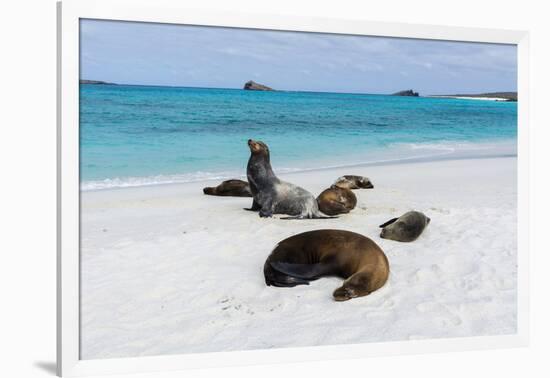 Galapagos Sea Lions, Gardner Bay, Espanola Island, Galapagos islands, Ecuador.-Sergio Pitamitz-Framed Photographic Print