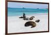 Galapagos Sea Lions, Gardner Bay, Espanola Island, Galapagos islands, Ecuador.-Sergio Pitamitz-Framed Photographic Print