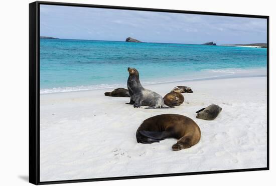 Galapagos Sea Lions, Gardner Bay, Espanola Island, Galapagos islands, Ecuador.-Sergio Pitamitz-Framed Stretched Canvas